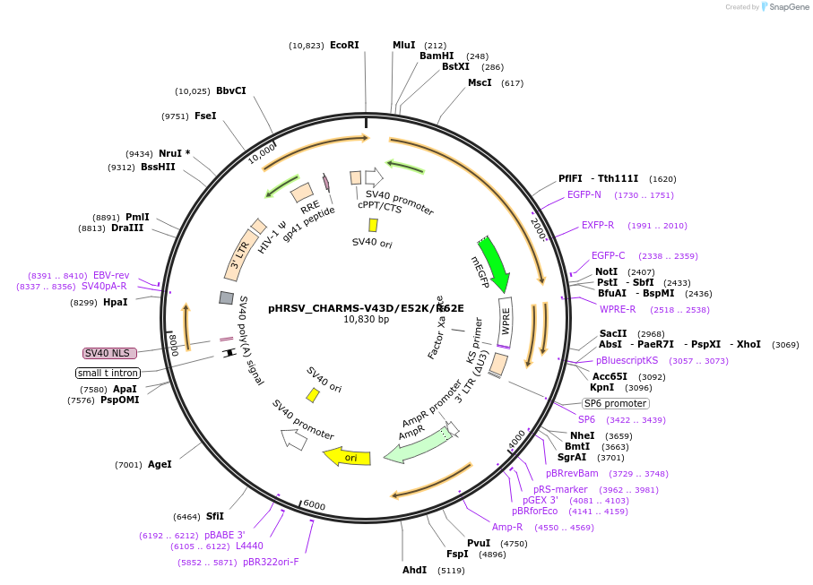 233940-plasmid-map-sequence-id-469200