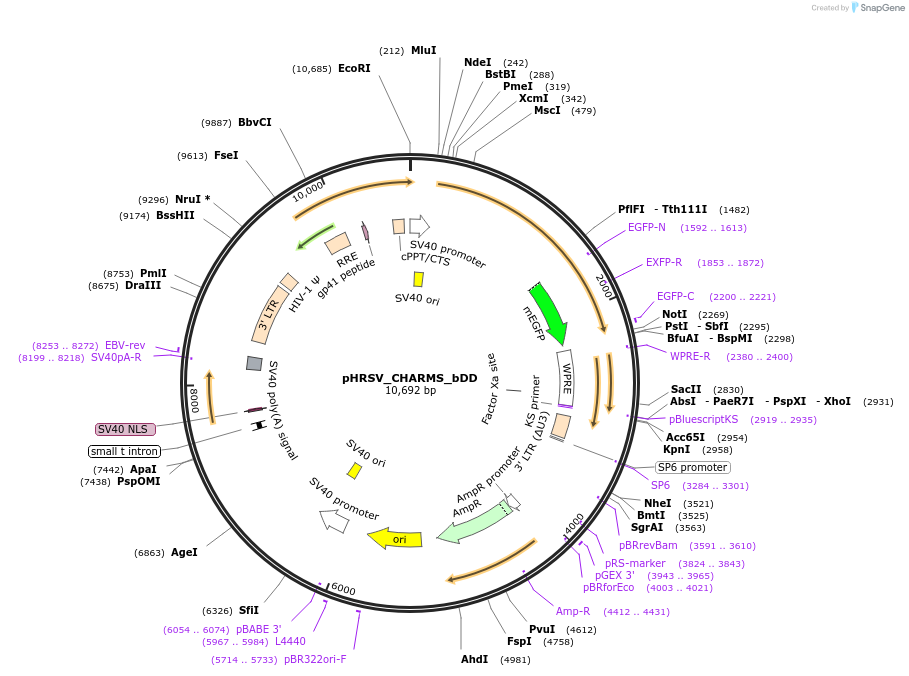 233931-plasmid-map-sequence-id-469205