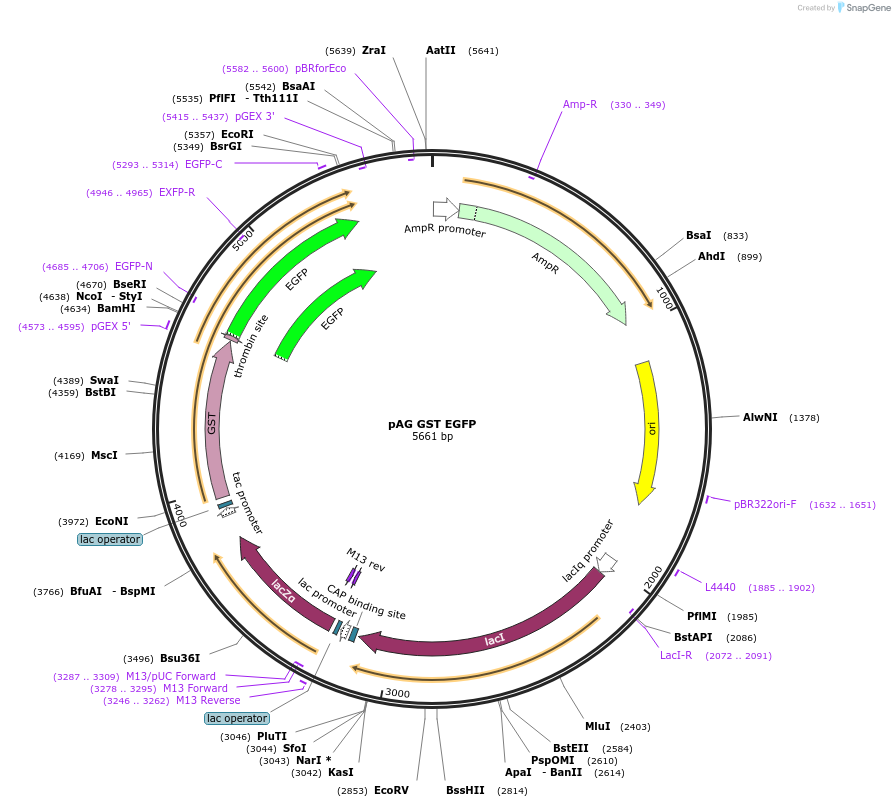 236736-plasmid-map-sequence-id-469209