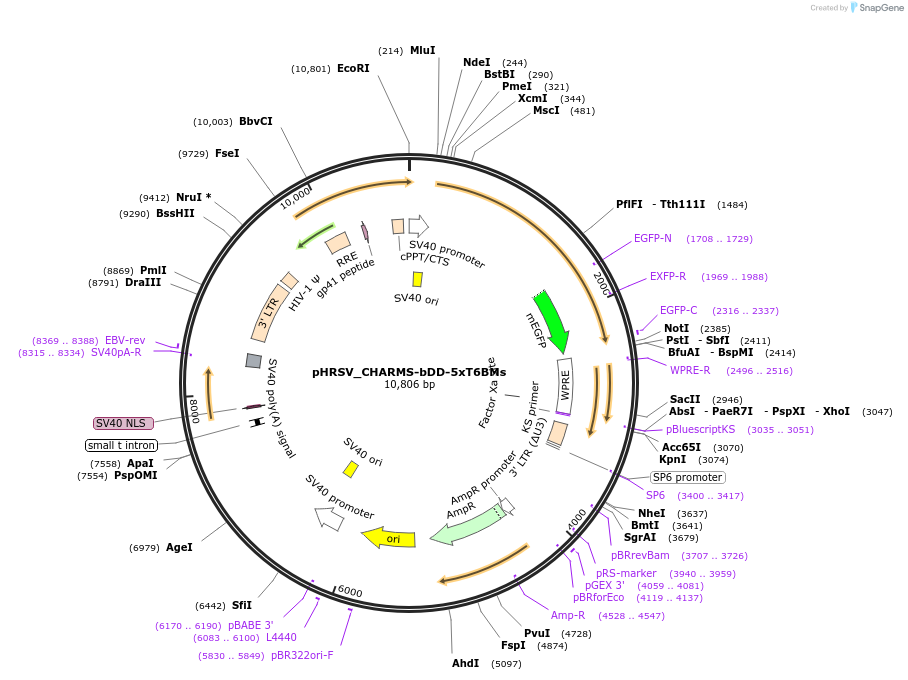 233939-plasmid-map-sequence-id-469210