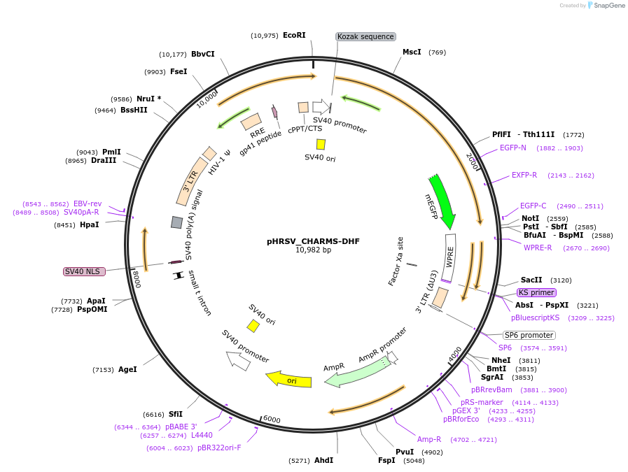 233922-plasmid-map-sequence-id-469215