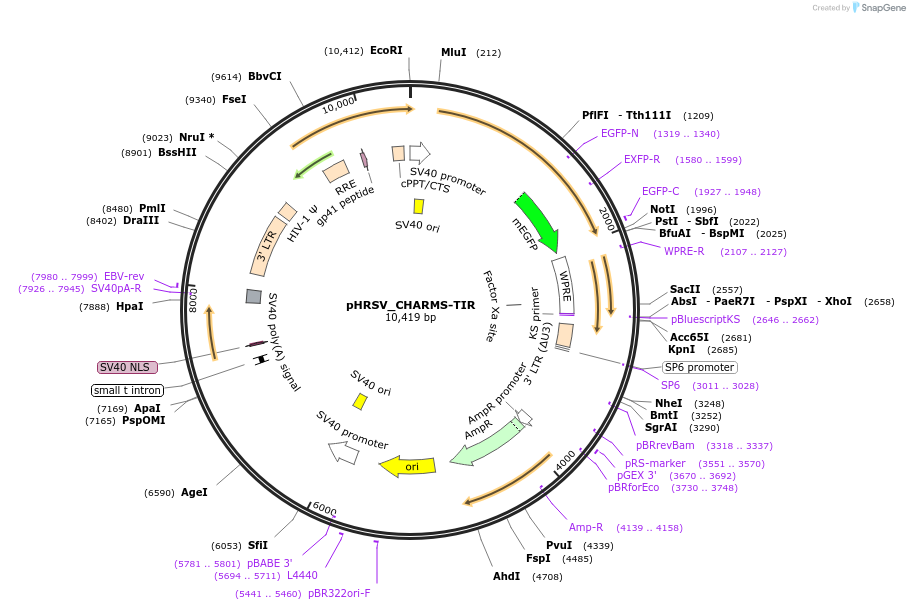 233919-plasmid-map-sequence-id-469221