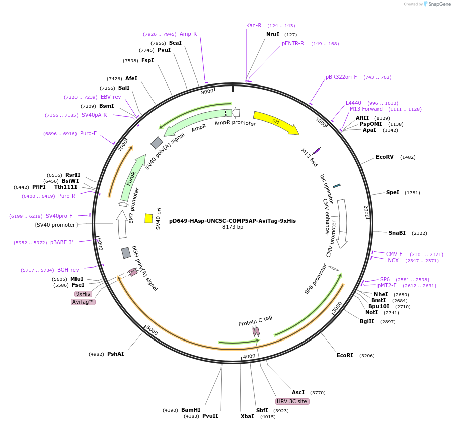 157343-plasmid-map-sequence-id-469223