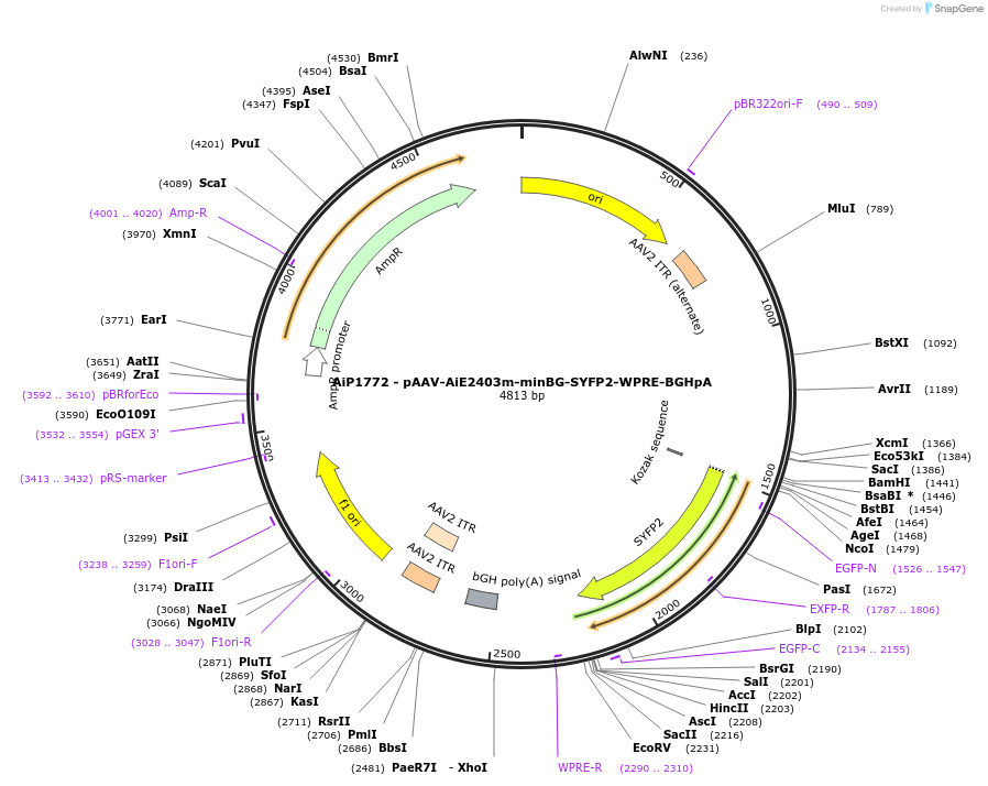 214539-plasmid-map-sequence-id-469226