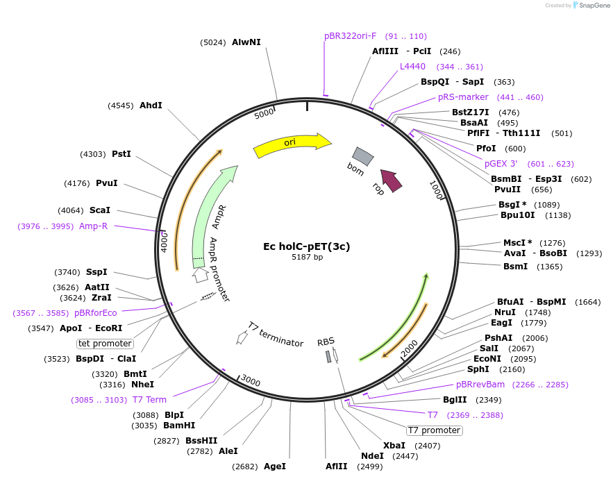 237235-plasmid-map-sequence-id-469249