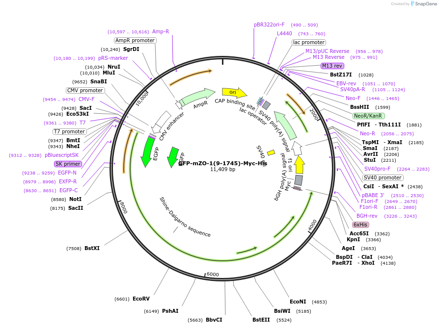 236529-plasmid-map-sequence-id-469251