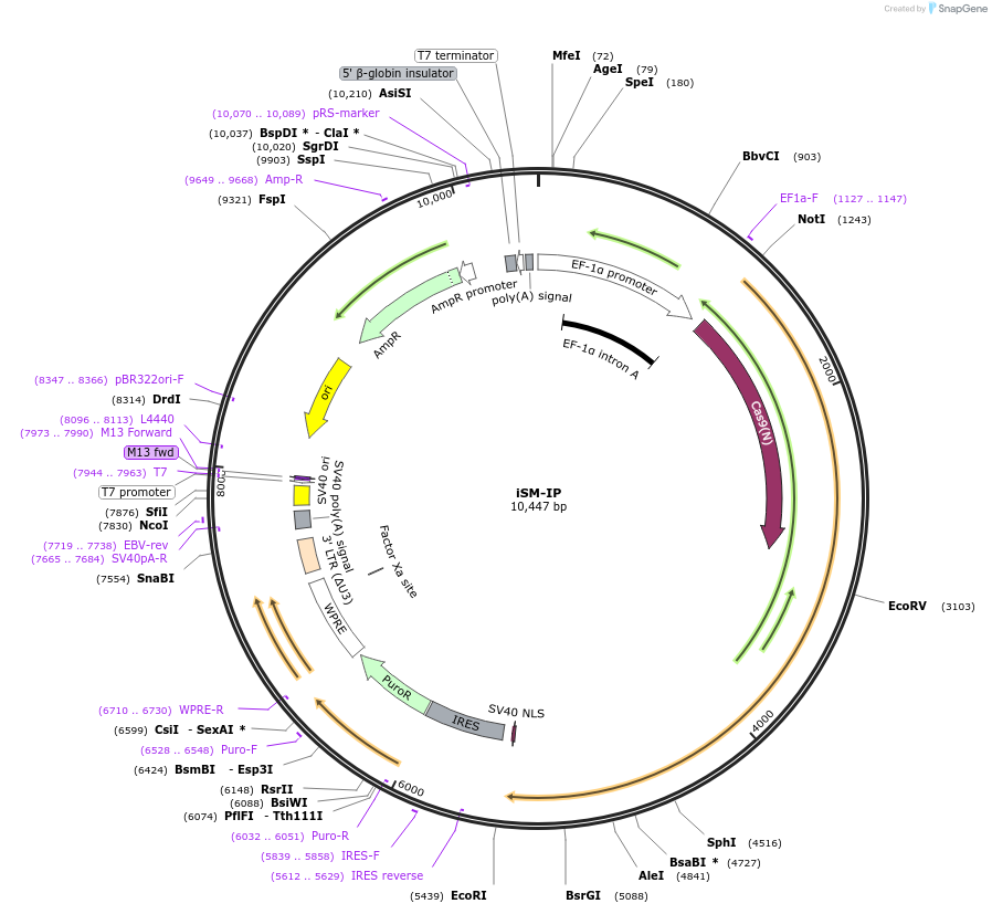 235990-plasmid-map-sequence-id-469253