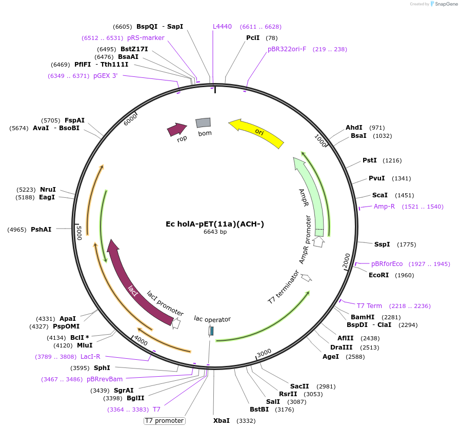 237233-plasmid-map-sequence-id-469254