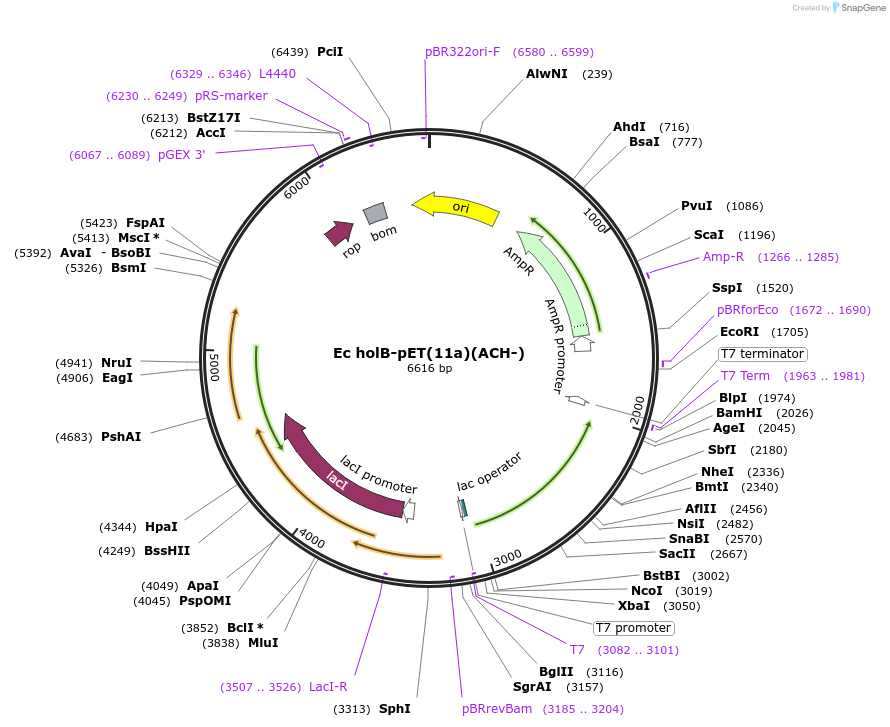 237234-plasmid-map-sequence-id-469255