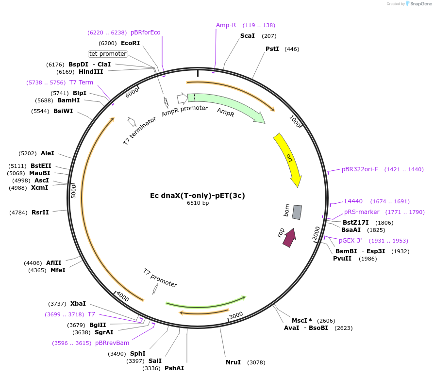 237237-plasmid-map-sequence-id-469257
