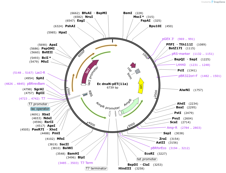 237238-plasmid-map-sequence-id-469258
