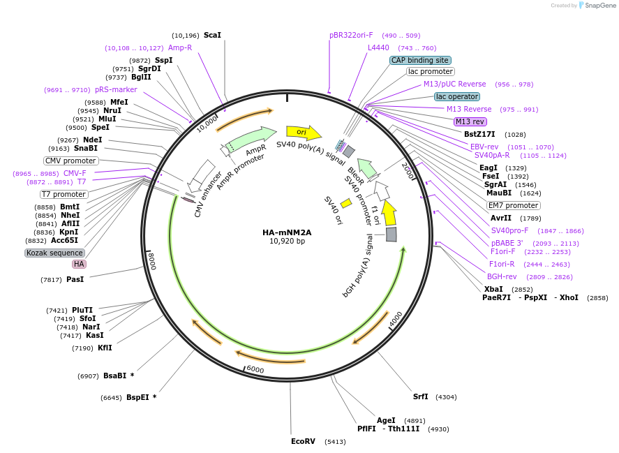 236531-plasmid-map-sequence-id-469259