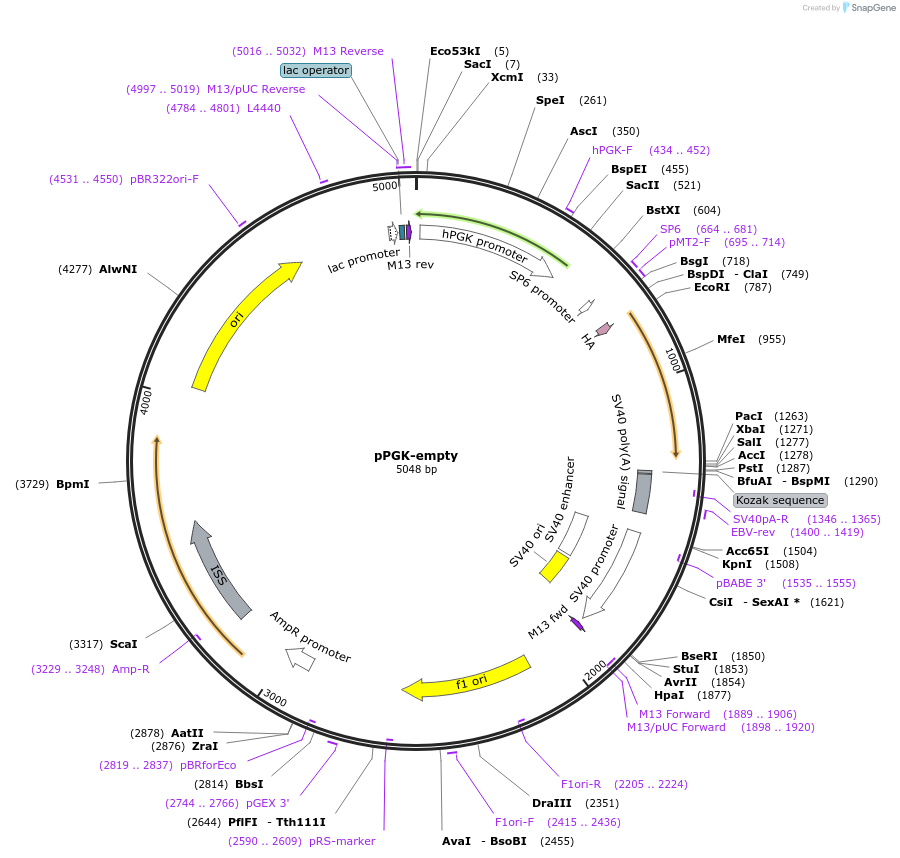35094-plasmid-map-sequence-id-46926