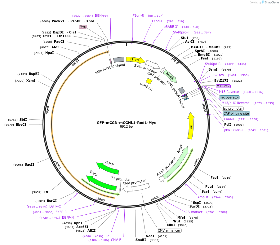 236526-plasmid-map-sequence-id-469260