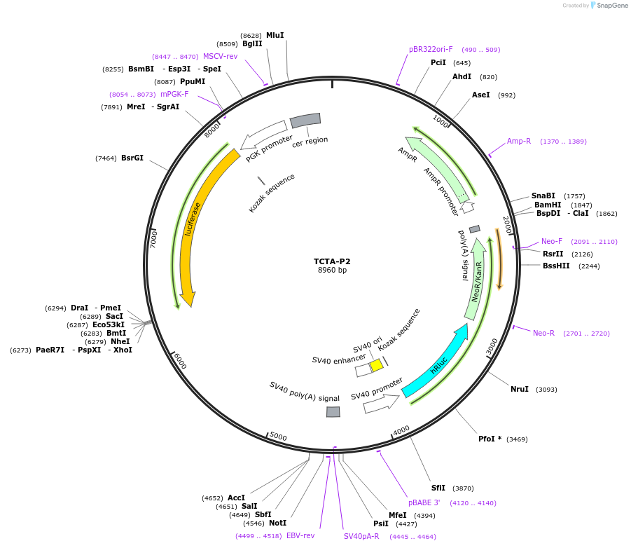 236321-plasmid-map-sequence-id-469264