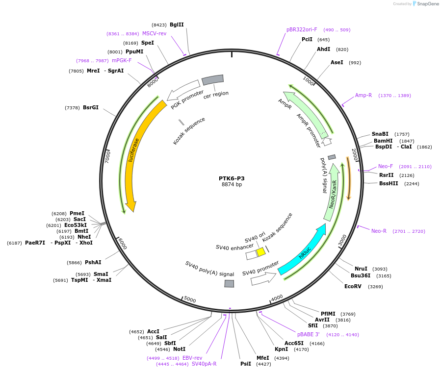 236314-plasmid-map-sequence-id-469266