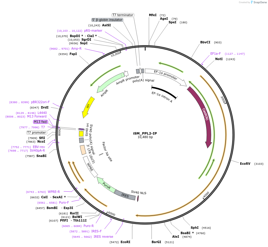 235989-plasmid-map-sequence-id-469267