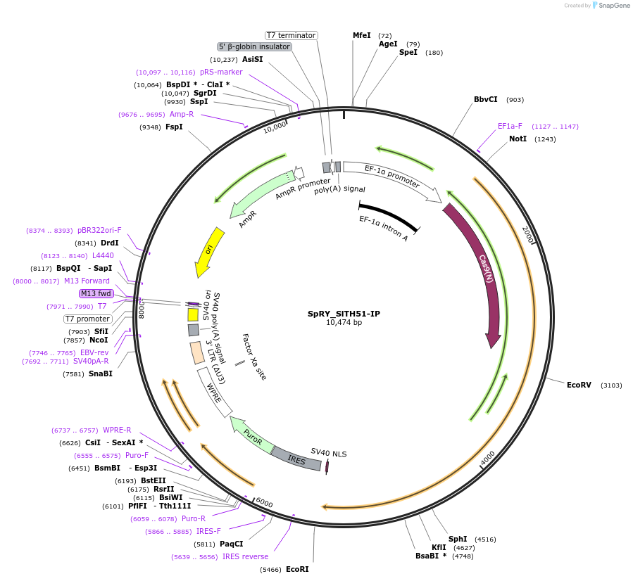 235993-plasmid-map-sequence-id-469269