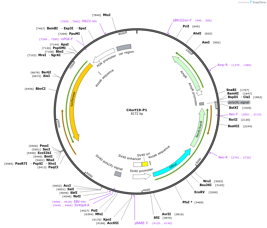 236322-plasmid-map-sequence-id-469270