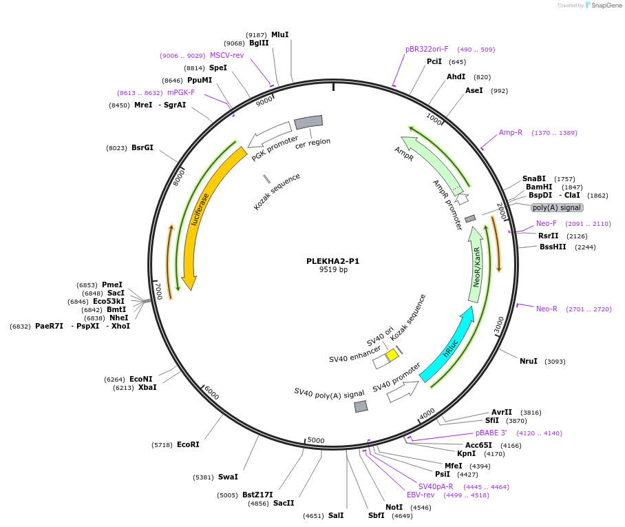 236308-plasmid-map-sequence-id-469274