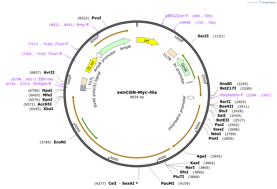 236505-plasmid-map-sequence-id-469277
