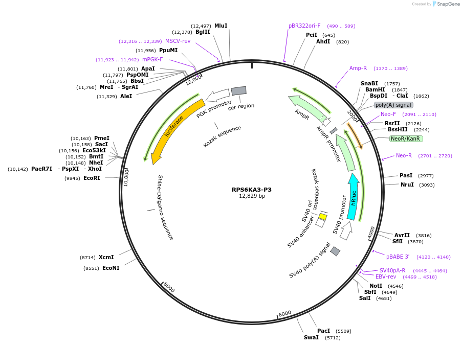 236316-plasmid-map-sequence-id-469278