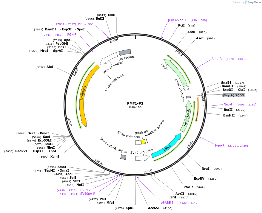 236311-plasmid-map-sequence-id-469280