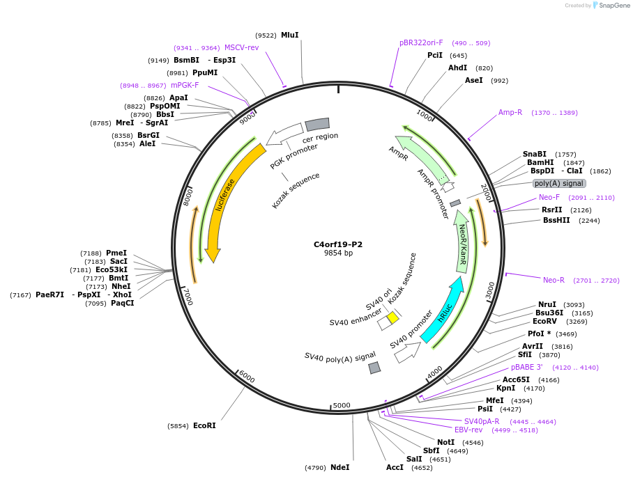 236323-plasmid-map-sequence-id-469281