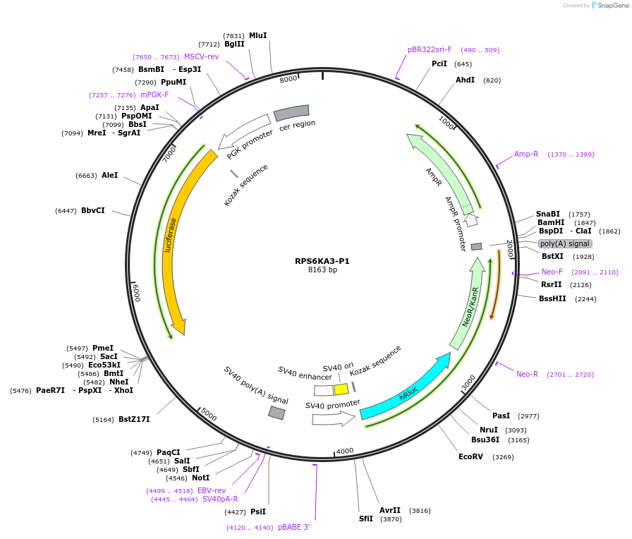 236315-plasmid-map-sequence-id-469282
