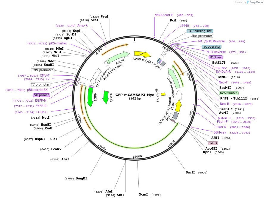 236536-plasmid-map-sequence-id-469283