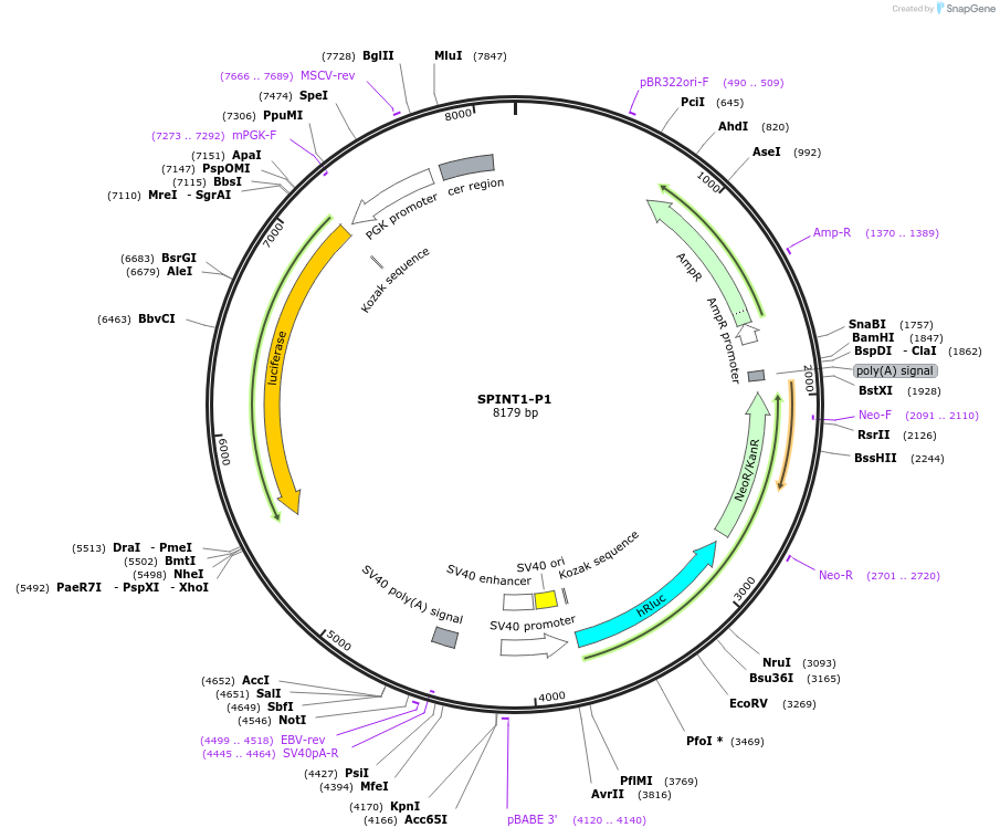 236317-plasmid-map-sequence-id-469286
