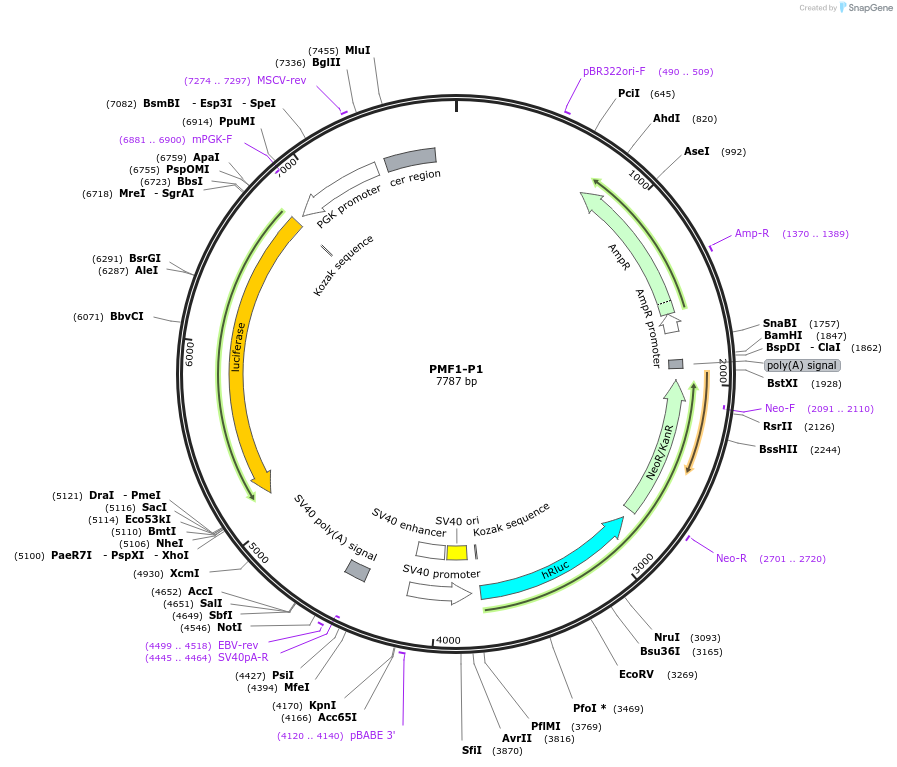 236310-plasmid-map-sequence-id-469287