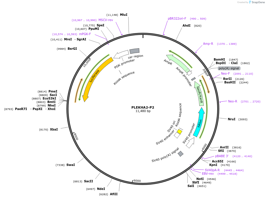 236309-plasmid-map-sequence-id-469288