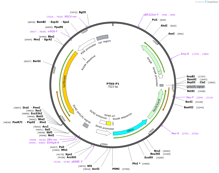 236312-plasmid-map-sequence-id-469289