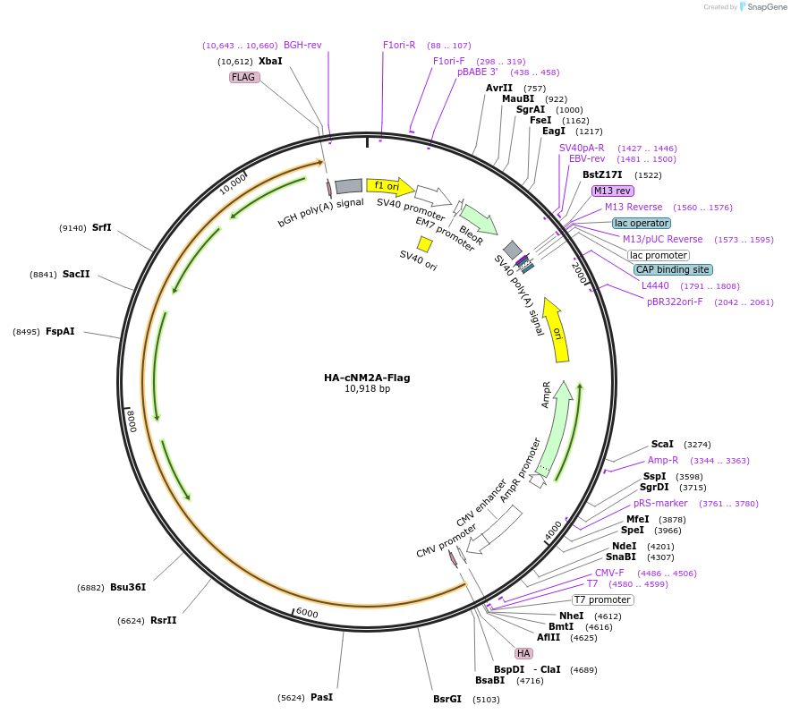 236532-plasmid-map-sequence-id-469292