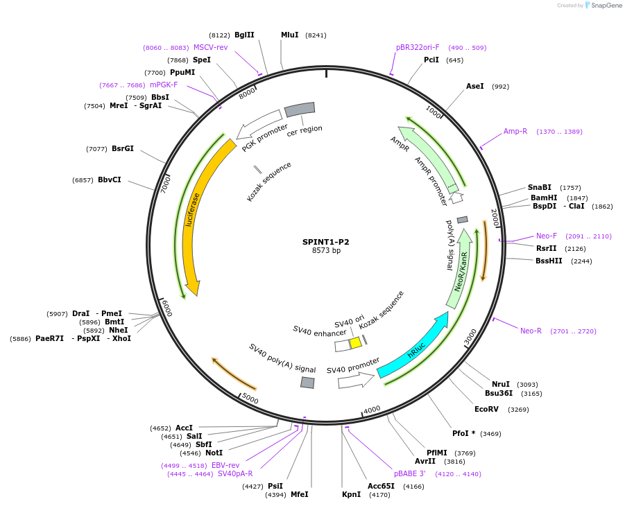 236318-plasmid-map-sequence-id-469293