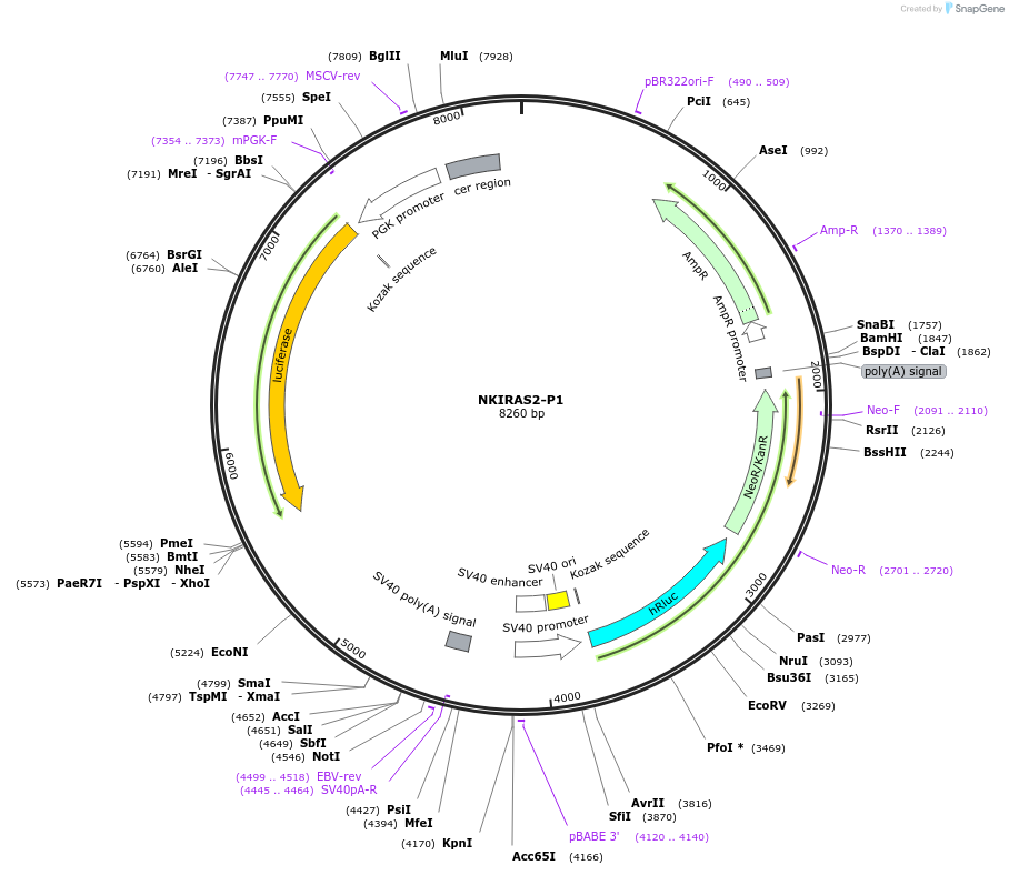 236304-plasmid-map-sequence-id-469295