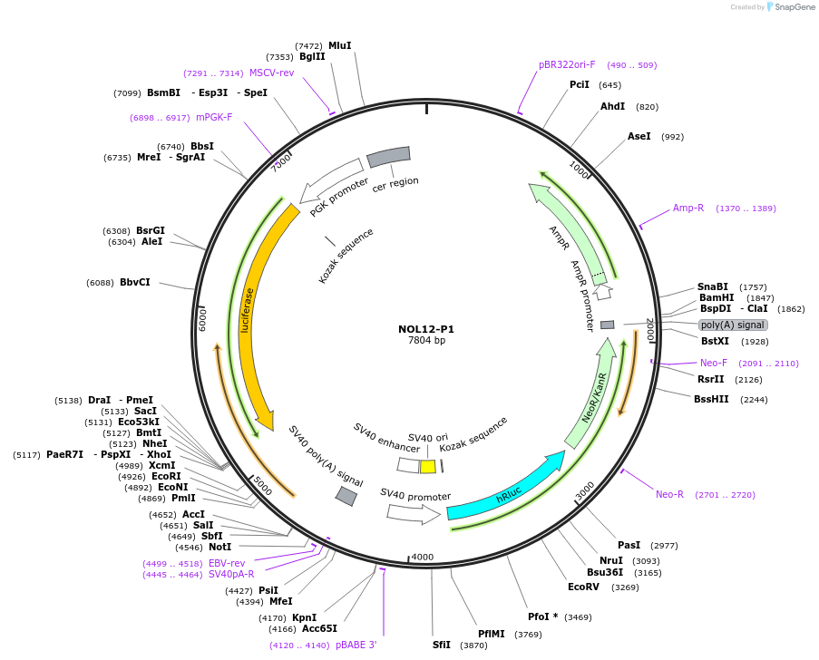 236306-plasmid-map-sequence-id-469296
