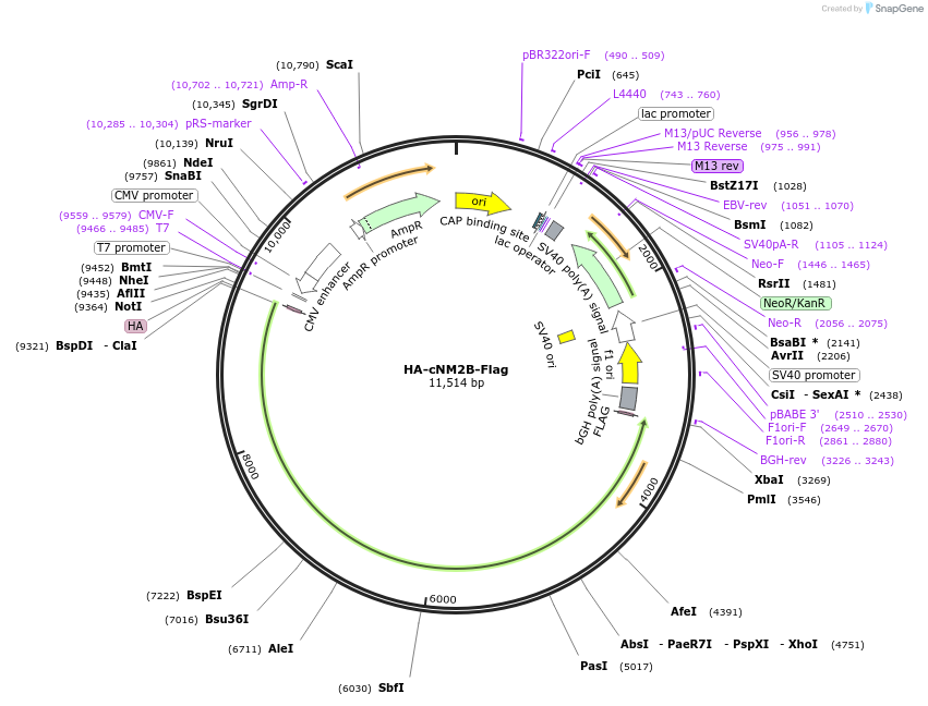 236534-plasmid-map-sequence-id-469298