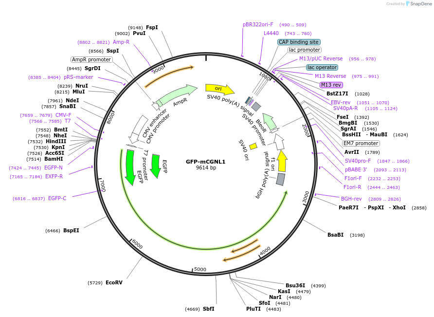 236519-plasmid-map-sequence-id-469299