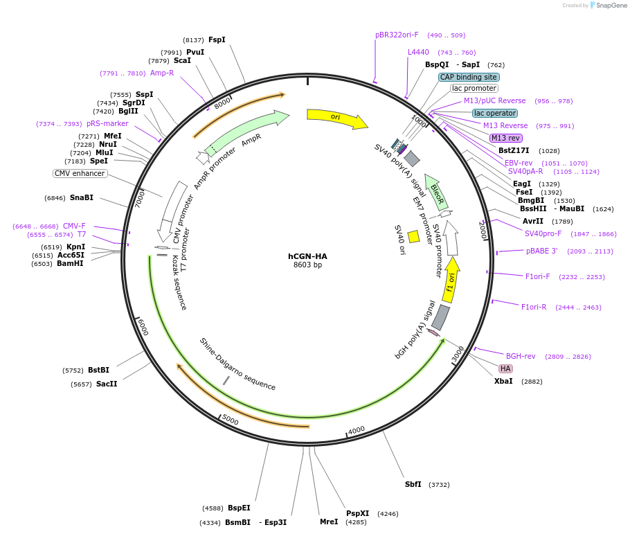 236508-plasmid-map-sequence-id-469300