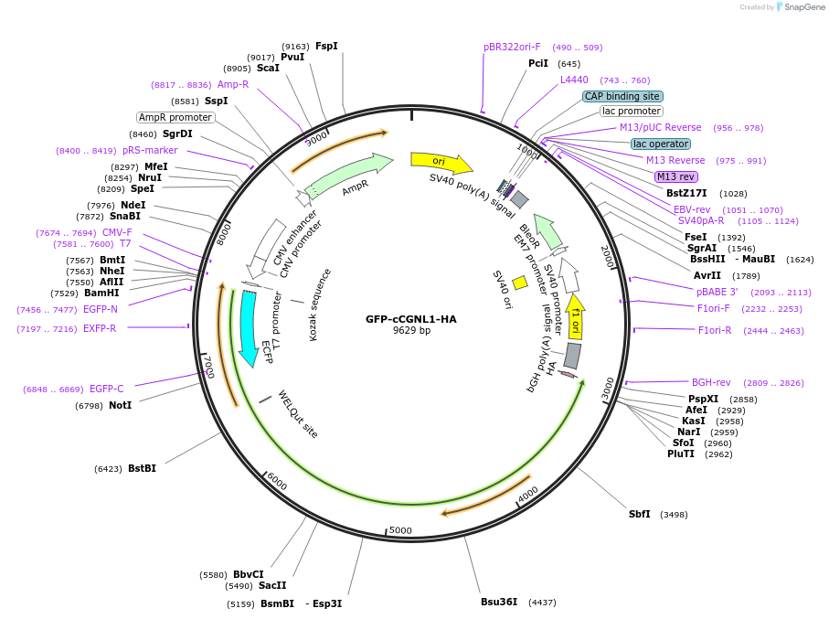236517-plasmid-map-sequence-id-469301