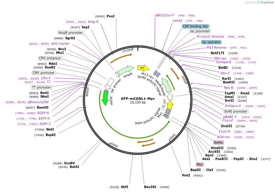 236514-plasmid-map-sequence-id-469303