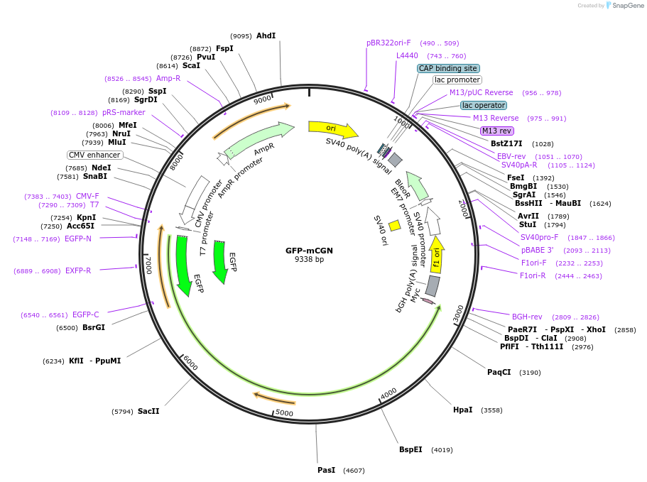 236511-plasmid-map-sequence-id-469304