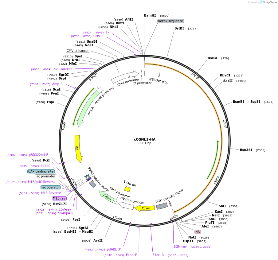 236518-plasmid-map-sequence-id-469307