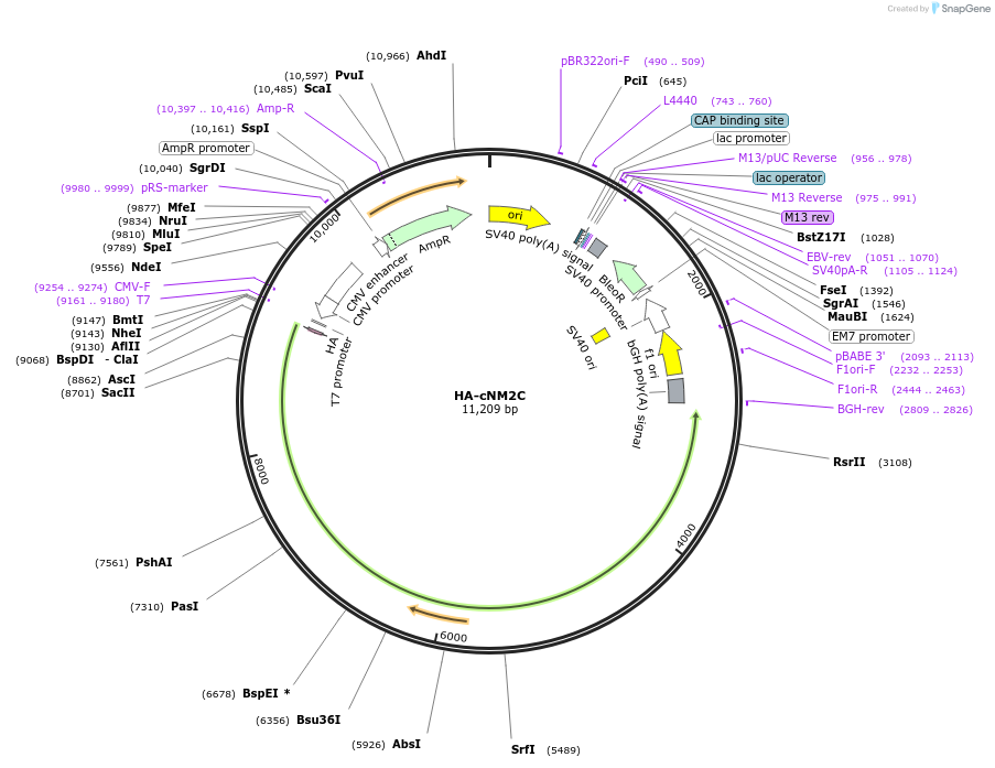 236535-plasmid-map-sequence-id-469326