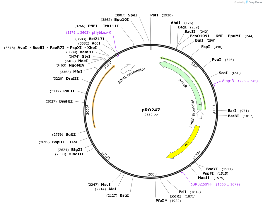 233840-plasmid-map-sequence-id-469327