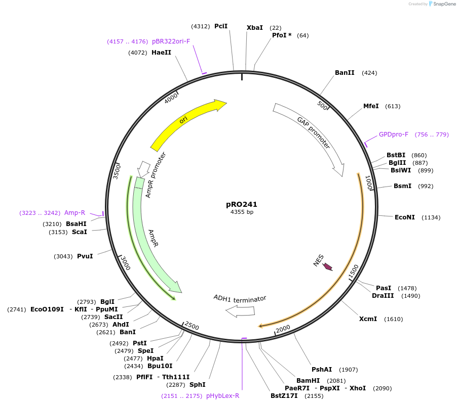 233844-plasmid-map-sequence-id-469328