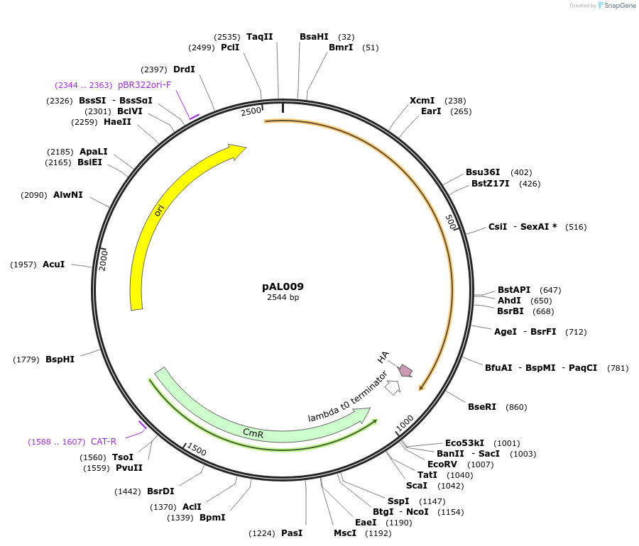 233817-plasmid-map-sequence-id-469330
