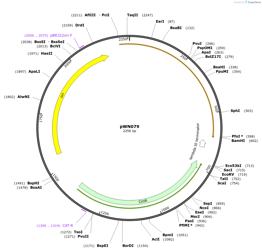 233819-plasmid-map-sequence-id-469333